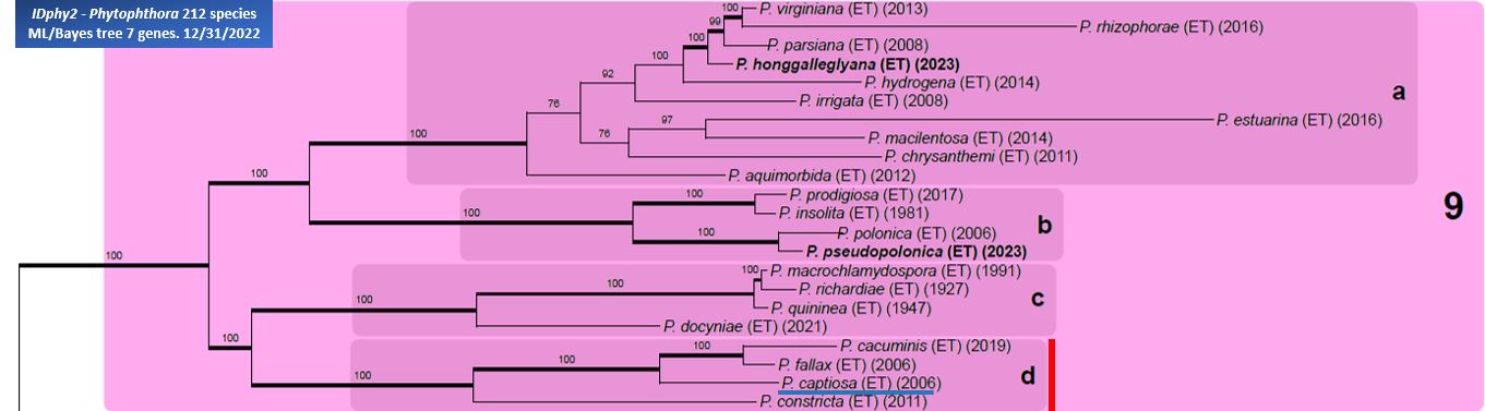    Phytophthora  spp. in subclade 9d:  portion of the seven-loci ML phylogeny featuring the type cultures of 212 described species (by T. Bourret). Notice the position of   P. captiosa  Ex-type CBS 119107 = Samp;T BL 11 . Gloria Abad, USDA Samp;T.
